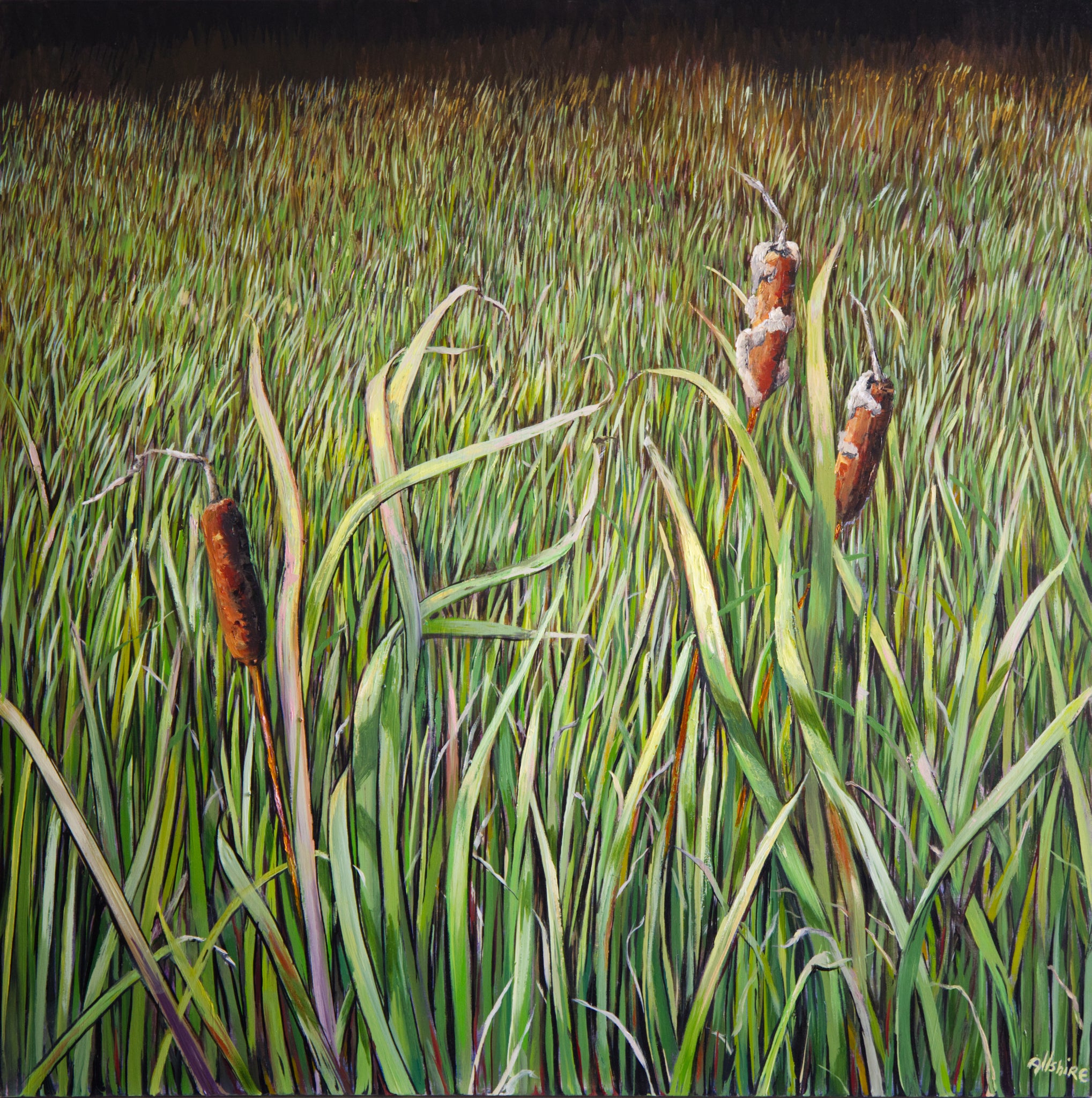 Bulrushes in the Wind